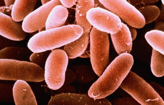 Databilde av Listeria monocytogenes-bakterien