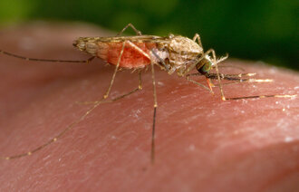 Bildet viser en malariamygg som suger blod