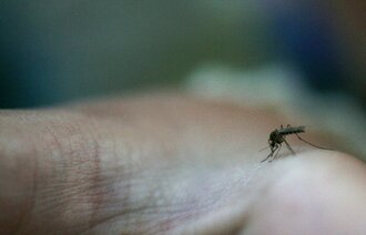 Bildet viser en mygg som sitter på en hånd.