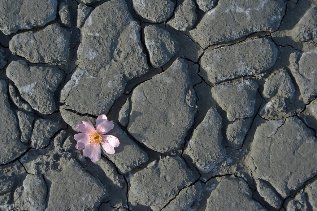 Bilde av en rosa liten blomst som har vokst seg opp og gjennom stein.