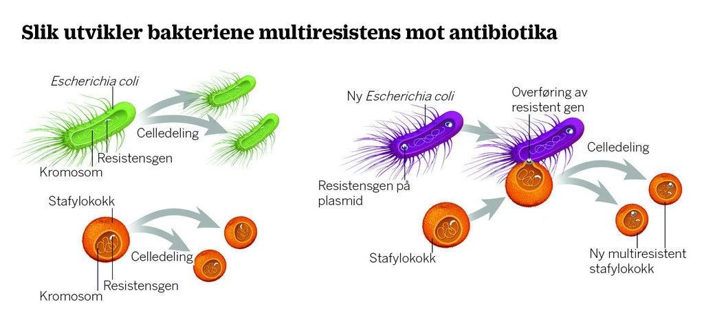 Bildet viser hvordan bakteriene utvikler multiresistens mot antibiotika.
