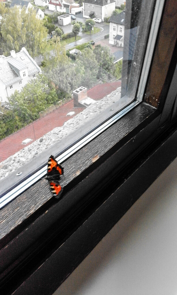 Neslesommerfugl i vinduskarm.