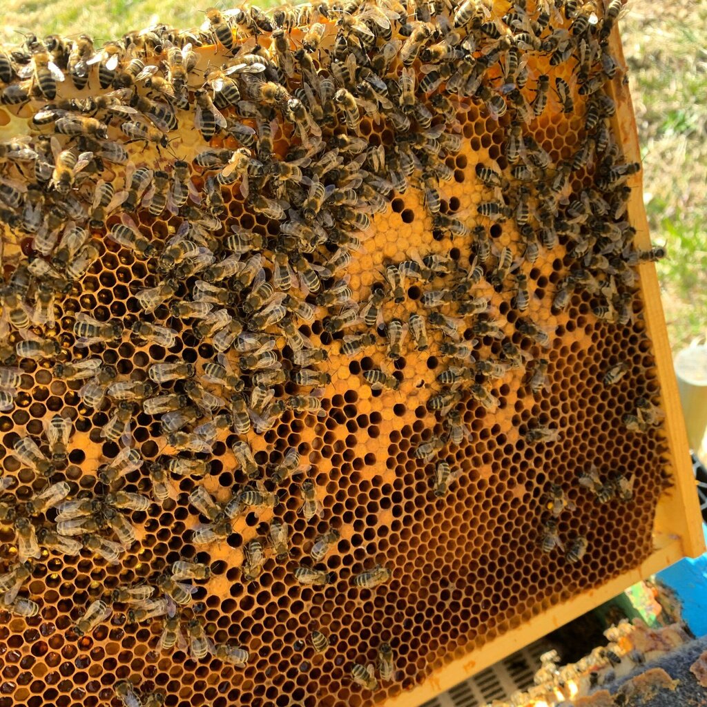 ramme fra bikupen med yngel