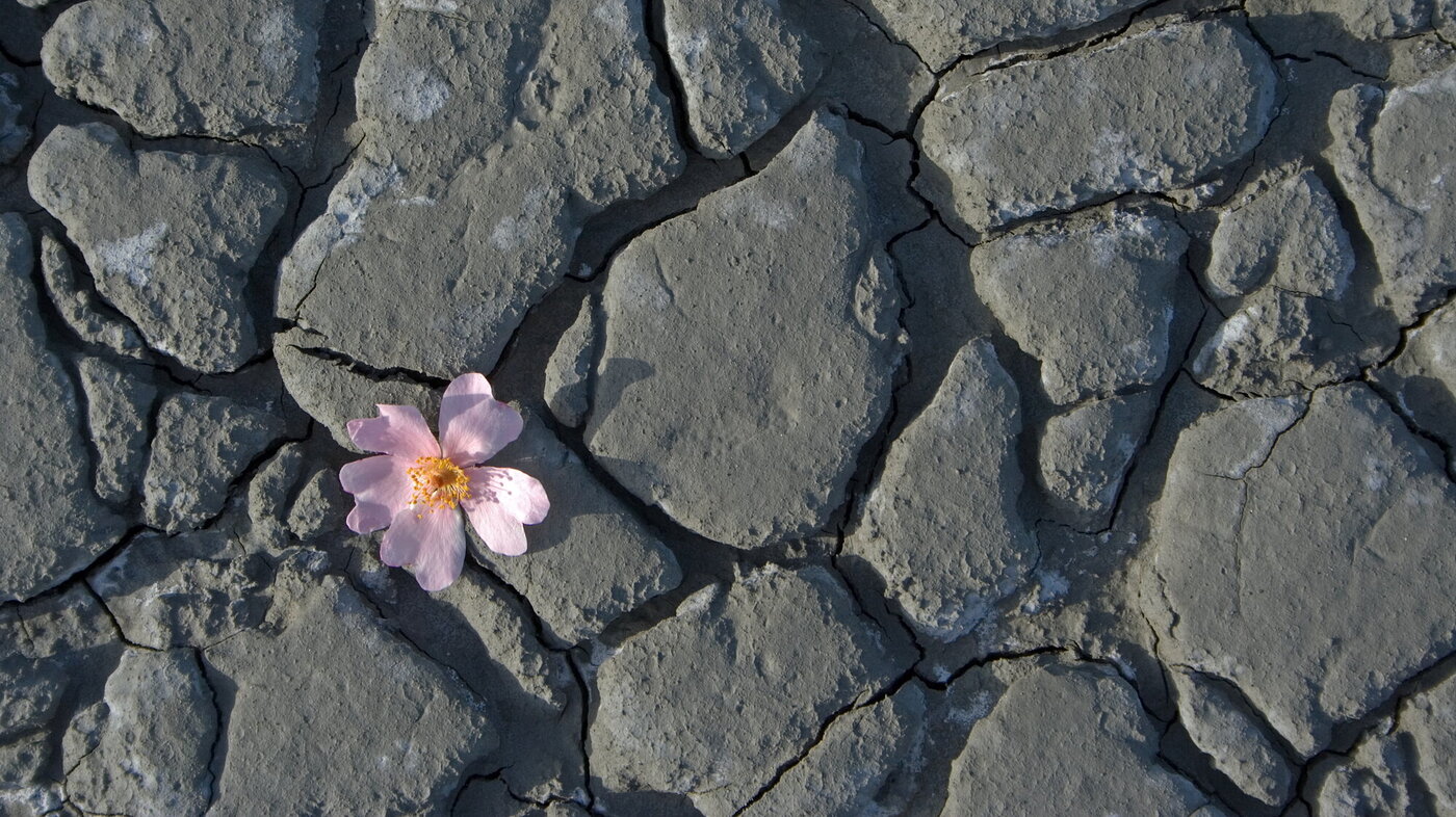 Bilde av en rosa liten blomst som har vokst seg opp og gjennom stein.