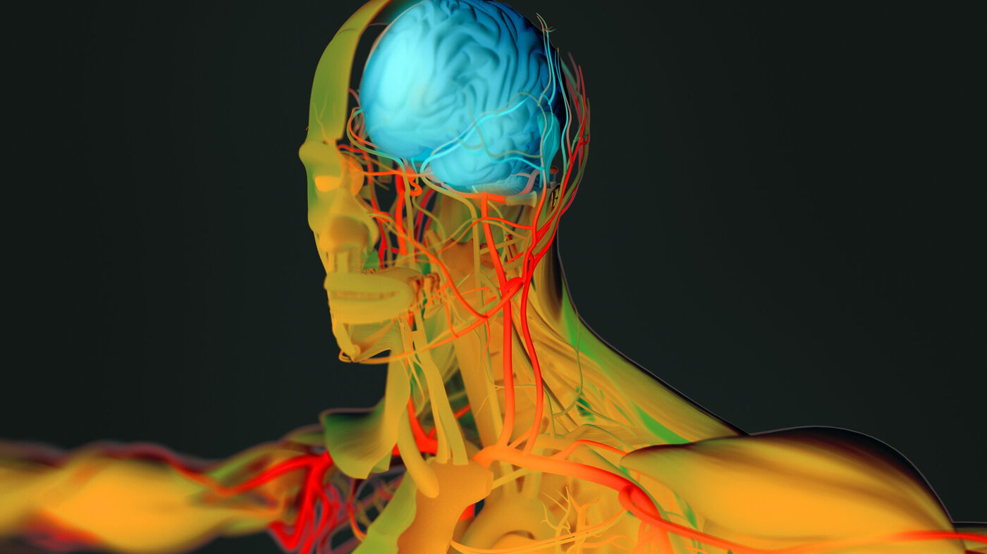 3D-illustrasjon av menneskehjernen