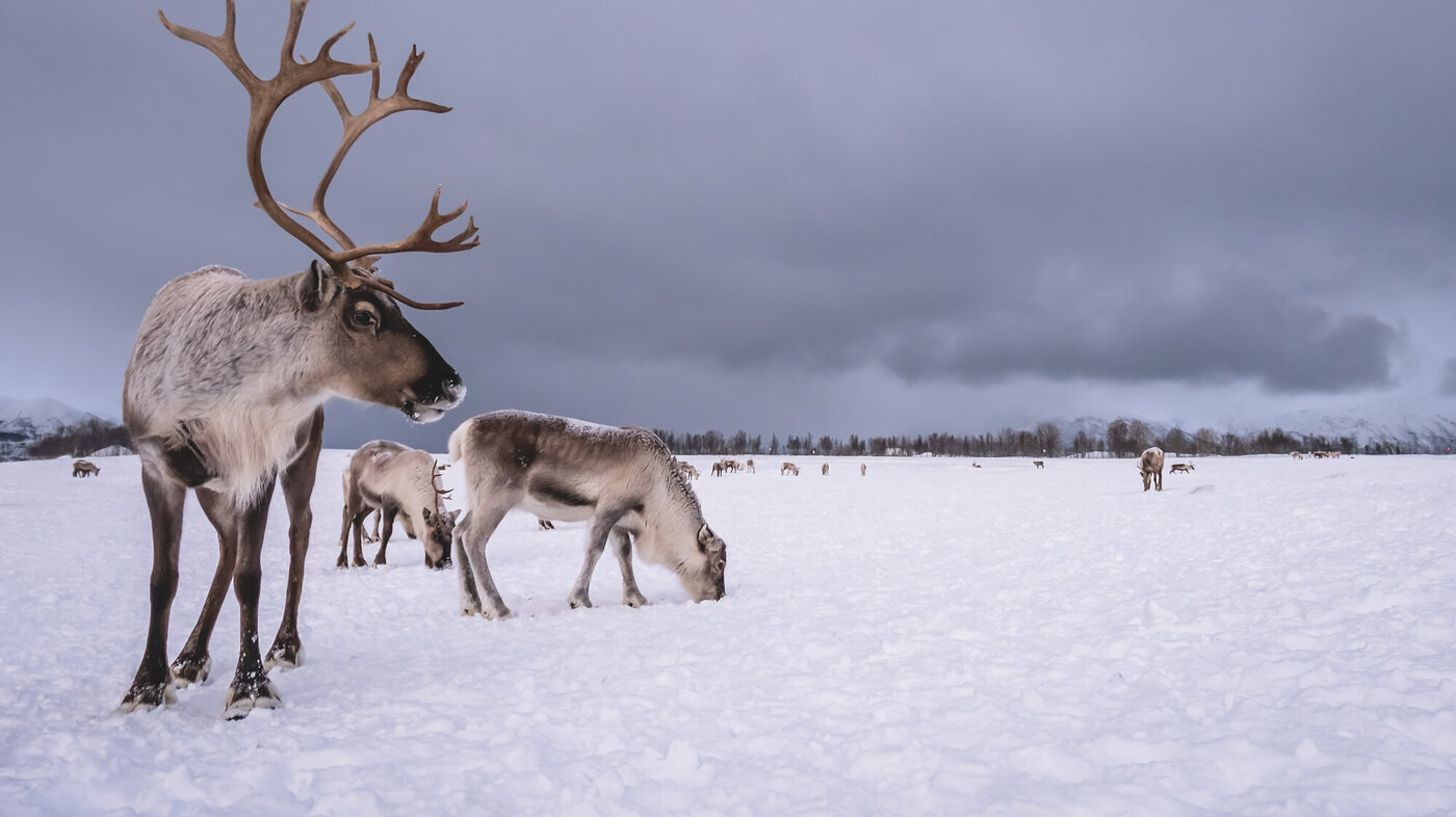 Reinsdyr på vinterbeite Reinsdyr på vinterbeite