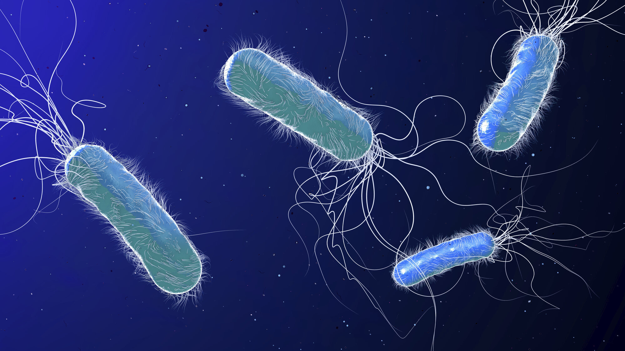 Pseudomonas aerigunosa Illustrasjonen viser bakterien Pseudomonas aerigunosa.