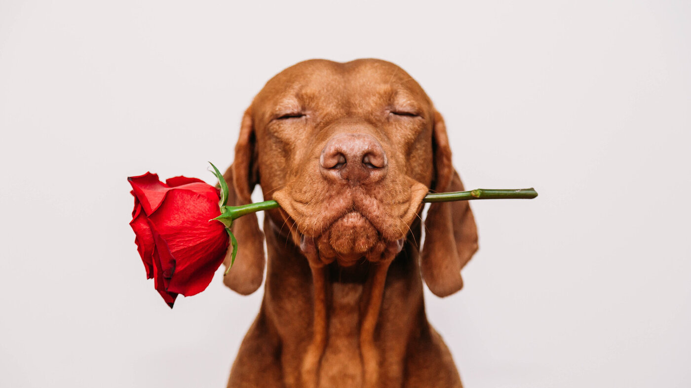 En hund som holder en rose i munnen