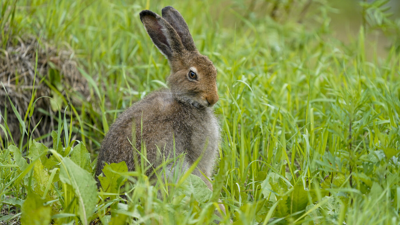 Bildet viser en hare