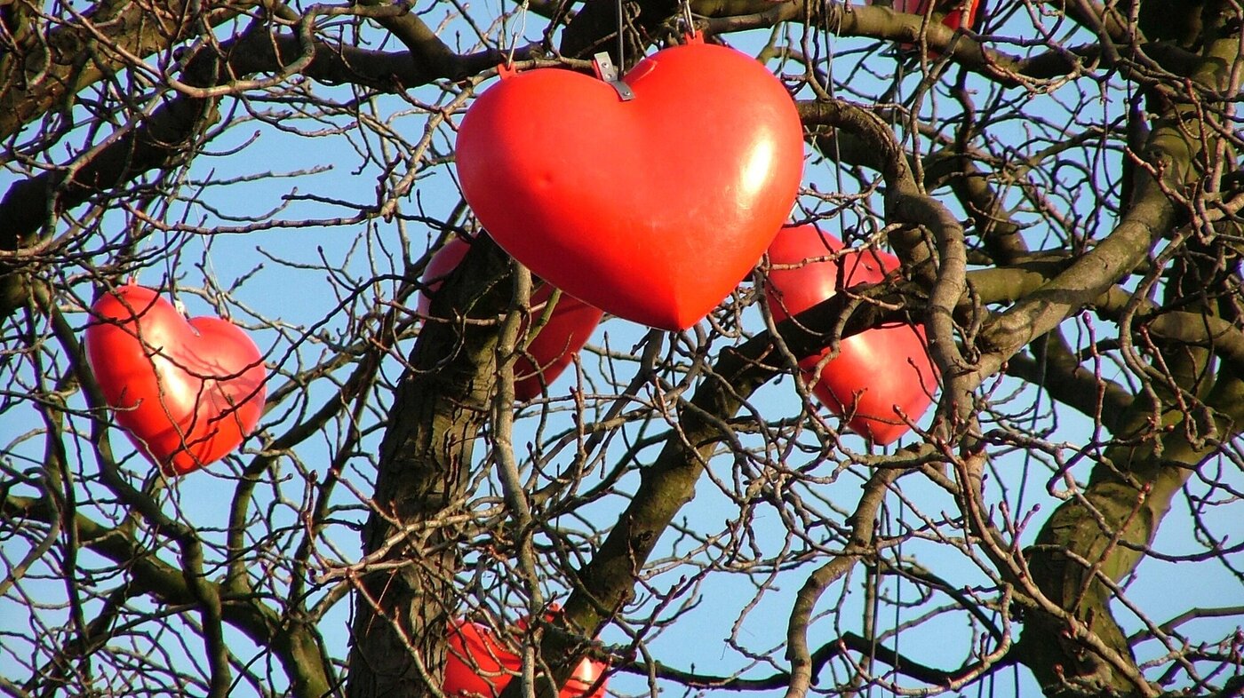 Røde hjerter som henger på et nakent tre