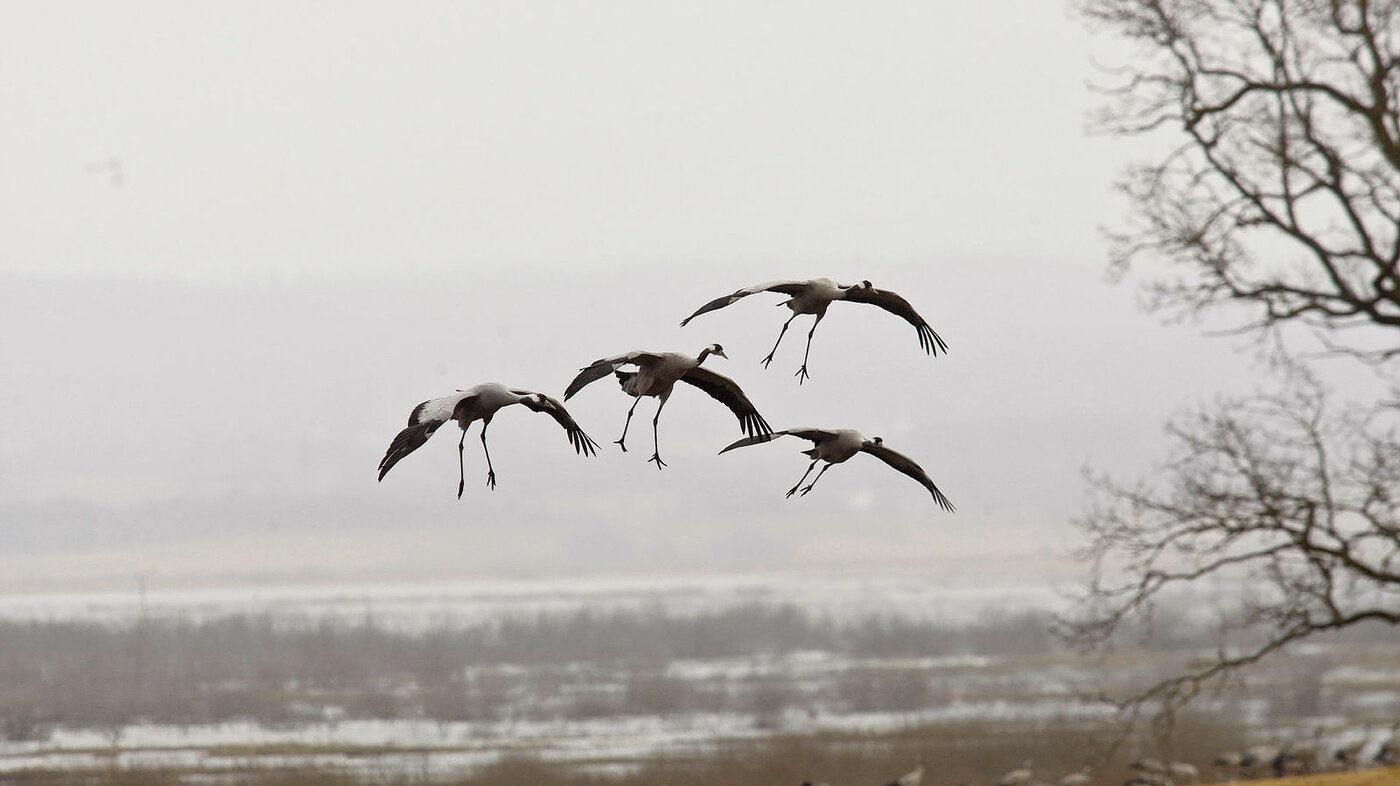 Bildet viser fugler som flyr om høsten