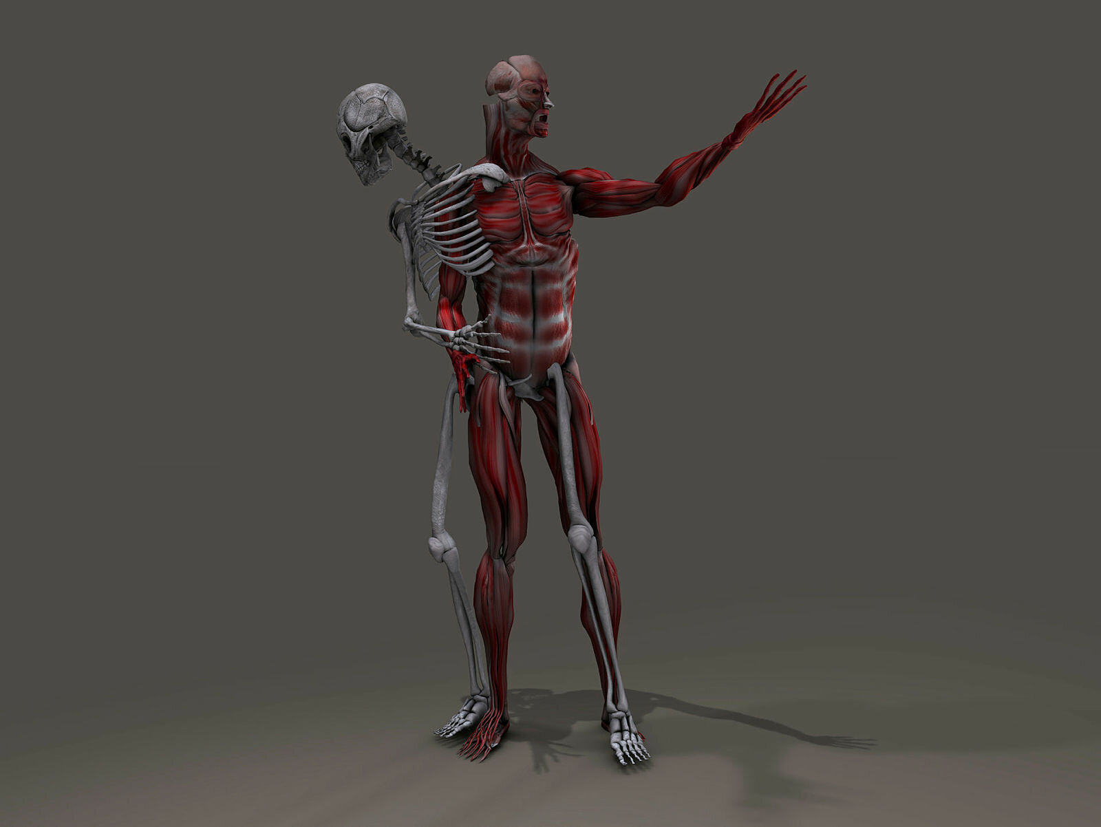 Skjelett og muskler Bildet viser en anatomisk modell av et skjelett som skiller lag med sine egne muskler