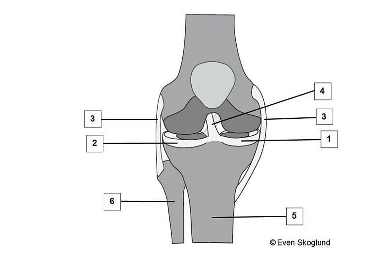 Oppgave 6b Skjermdump anatomieskamen