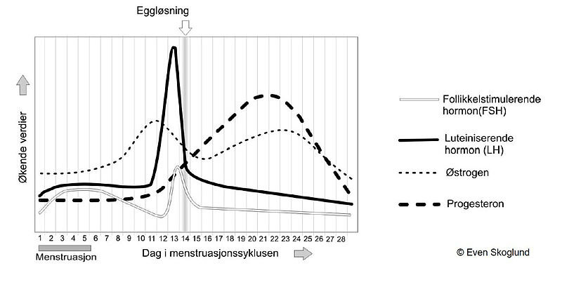 Anatomieksamen Skjermdump av oppgave