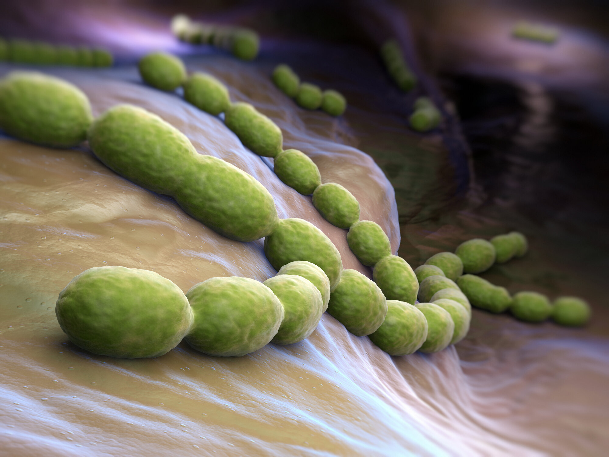 Illustrasjon av Streptococcus pneumoniae (pneumococcus) Illustrasjon av Streptococcus pneumoniae (pneumococcus)
