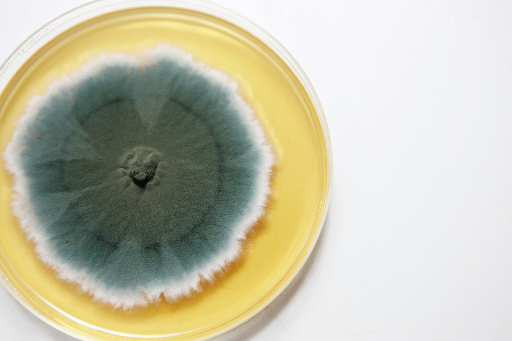 Penicillin, petriskål Bildet viser en petriskål med penicillin.