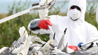 Bildet viser personell i beskyttelsesuniform som inspiserer døde fugler