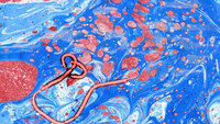Bildet viser et ebolavirus