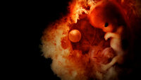 Bildet viser et foster