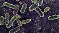 Bildet viser bakterier av typen salmonella enteritidis.